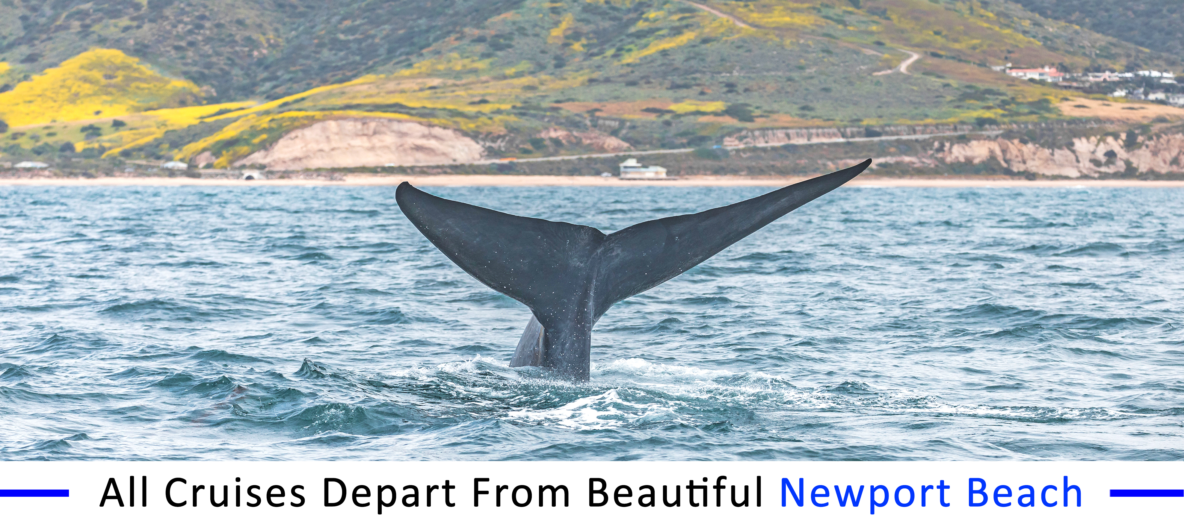 whale-watching-long-beach-group-pricing